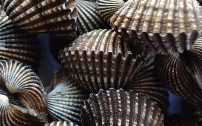 Scalloping Season on Florida’s Adventure Coast